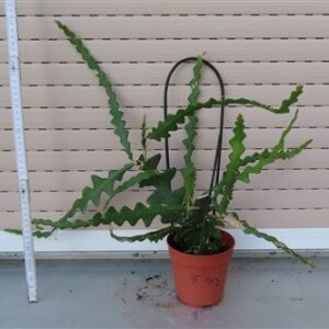 Cryptocereus anthonyanus