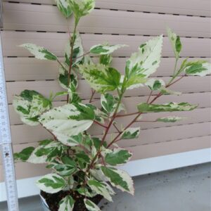 Hibiskus rosa-sinensis
