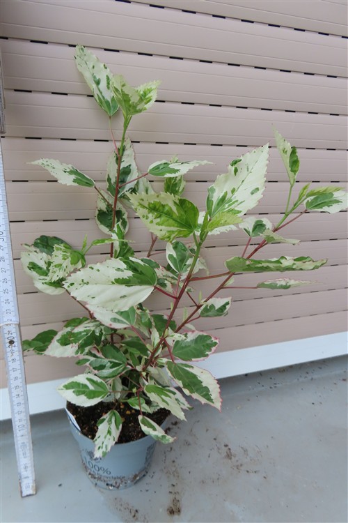 Hibiskus rosa-sinensis