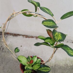 Hoya australis Lisa