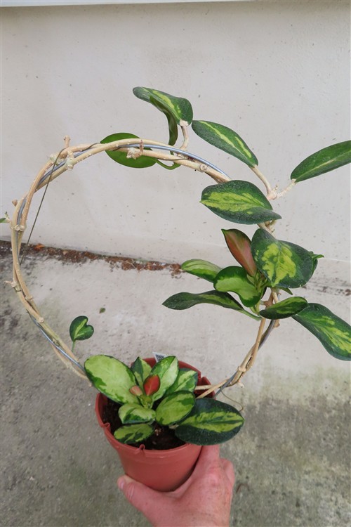 Hoya australis Lisa