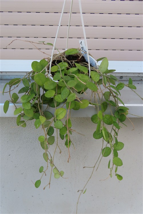 Hoya mathilde