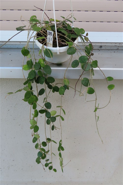 Hoya mathilde