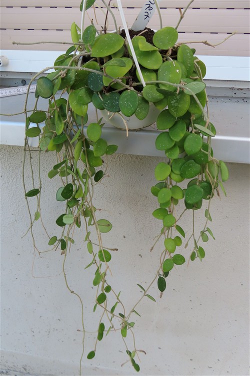 Hoya mathilde