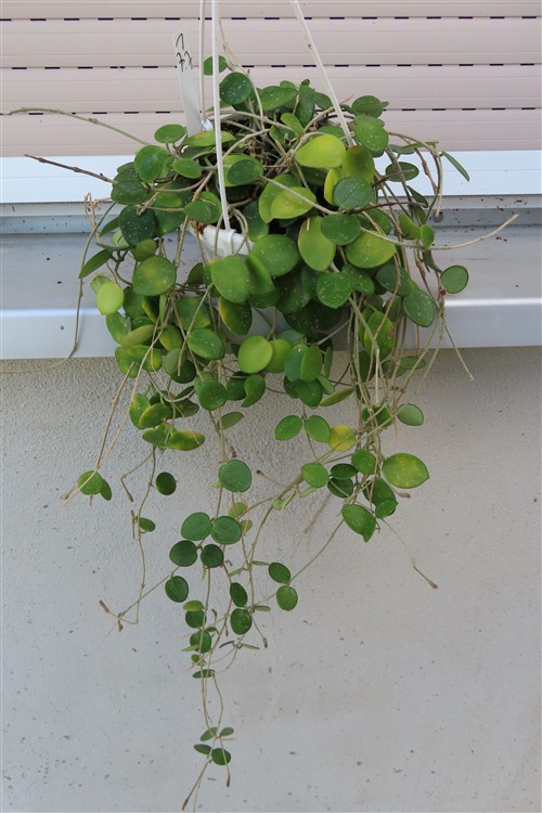 Hoya mathilde