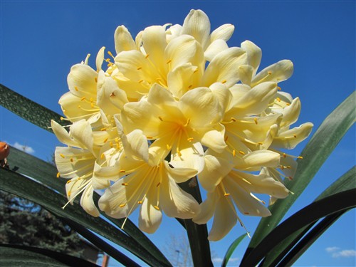 Clivia miniata citrina