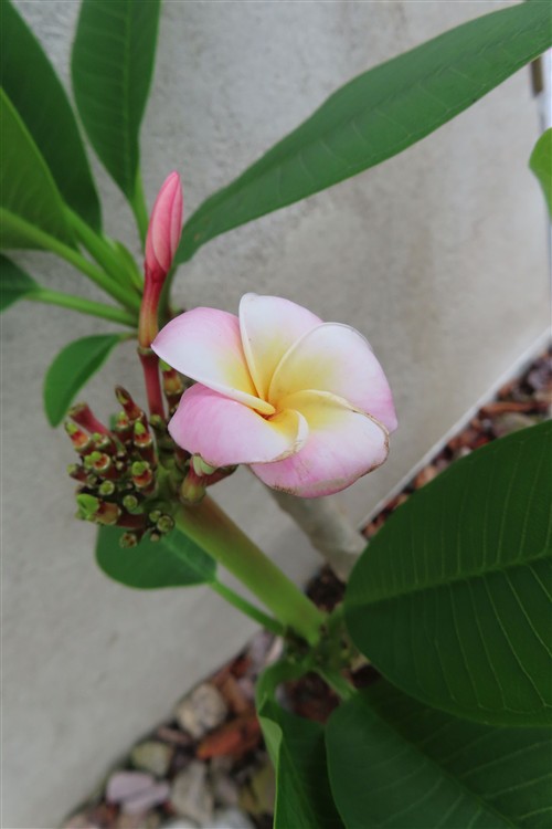Plumeria Dwarf