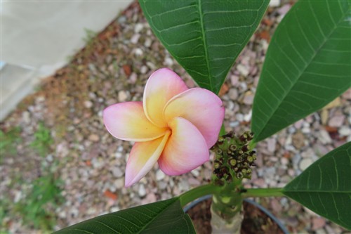 Plumeria Dwarf