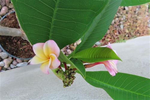 Plumeria Dwarf