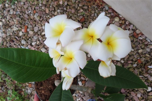 Plumeria Dwarf