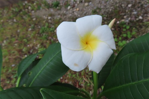 Plumeria Dwarf