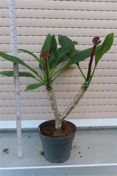Plumeria Dwarf