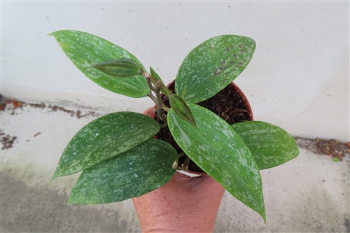 Hoya sp. Rangsan Star of Borneo