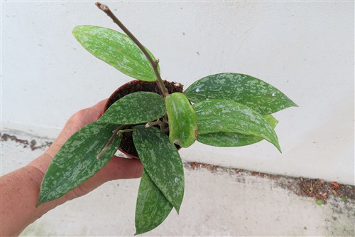 Hoya sp. Rangsan Star of Borneo