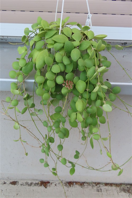 Hoya brevialata