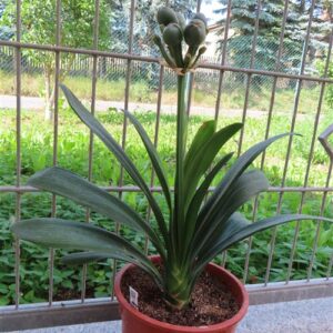 Clivia miniata
