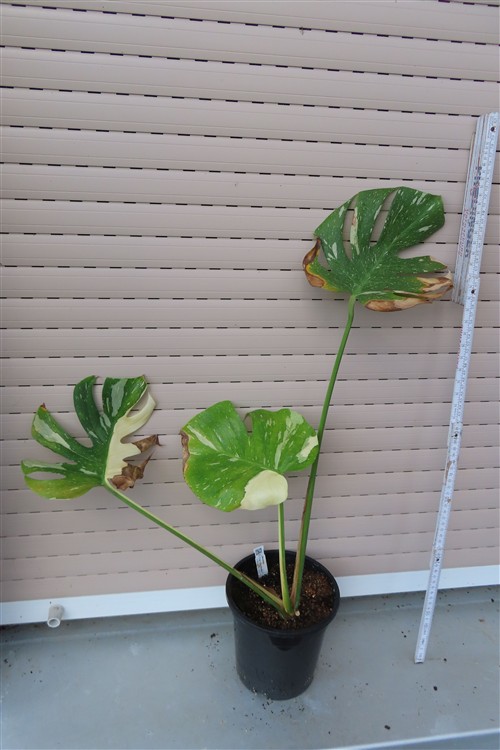Monstera Thai Constellation