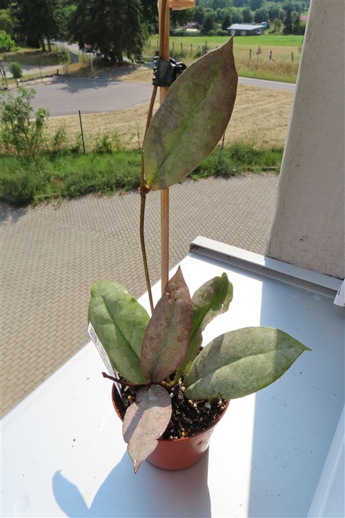 Hoya Mitrata silver
