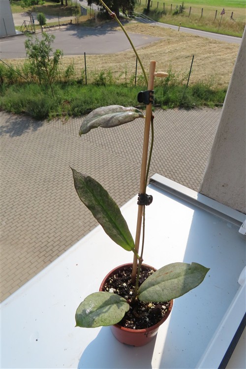 Hoya Mitrata silver