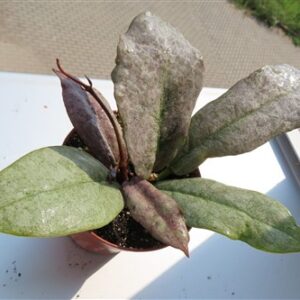 Hoya Mitrata silver