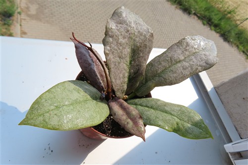 Hoya Mitrata silver