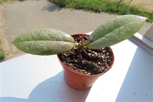 Hoya Mitrata silver