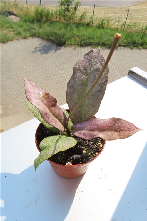 Hoya Mitrata silver