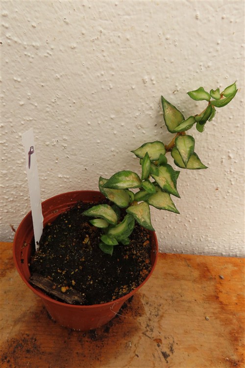 Hoya sp. Bruno