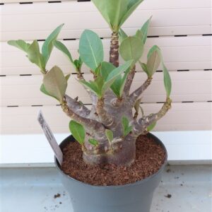 Adenium Baobab