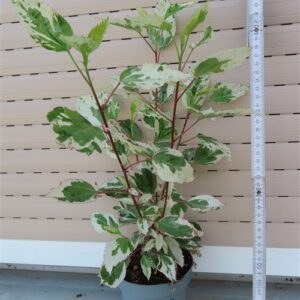 Hibiskus rosa-sinensis