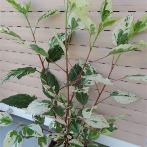 Hibiskus rosa-sinensis