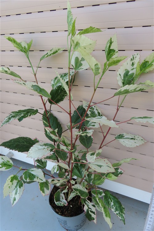 Hibiskus rosa-sinensis