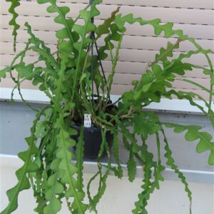 Epiphyllum anguliger