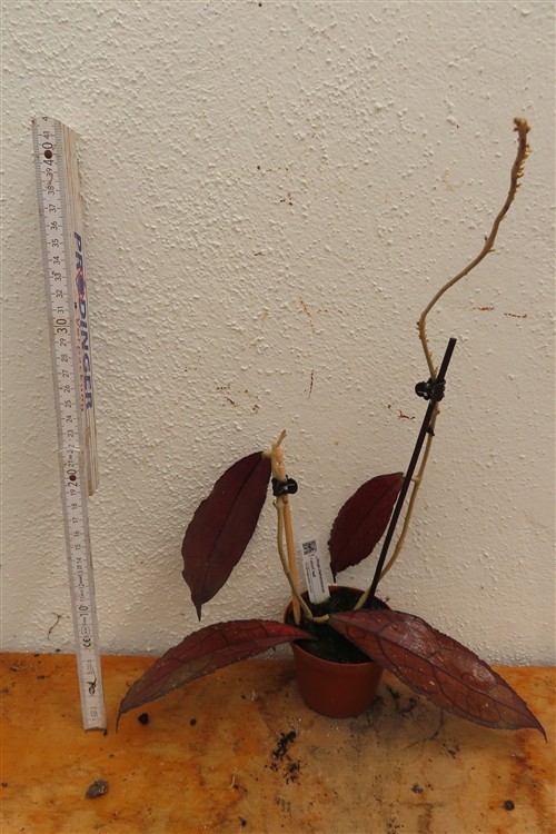 Hoya clemensiorum short leaf