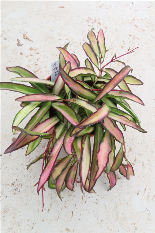 Hoya wayetii tricolour