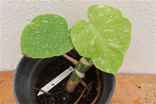Monstera Thai Constellation
