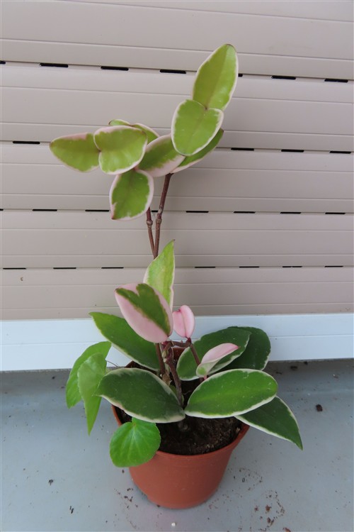 Hoya carnosa Flamingo Dream