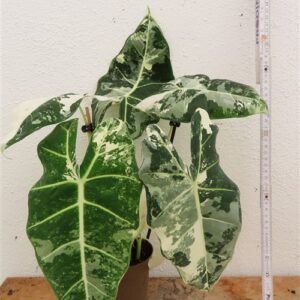 Alocasia frydek variegata