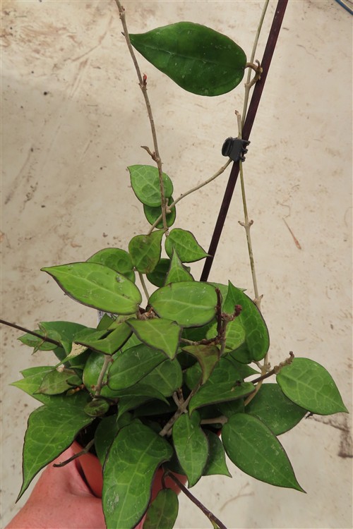 Hoya parasitica black edge