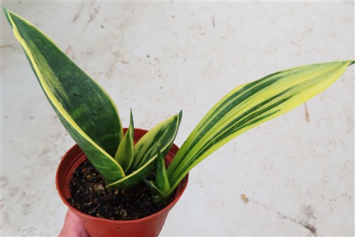 Sansevieria Golden Flame