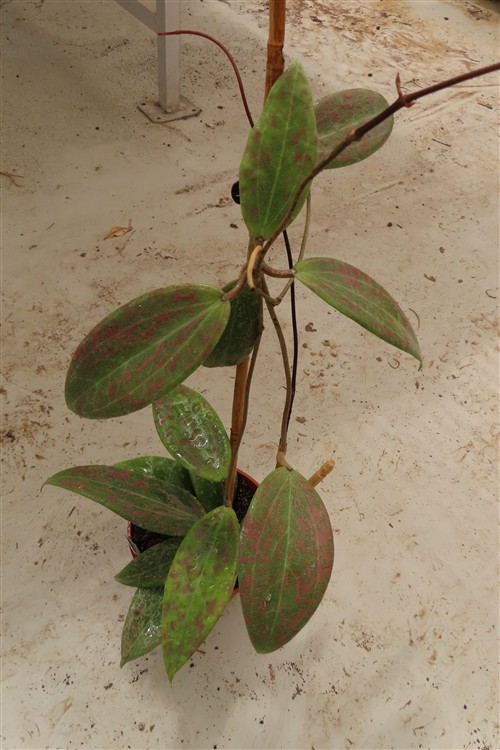 Hoya wibergiae