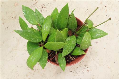 Hoya gracilis