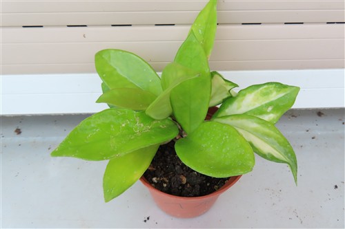 Hoya allg.