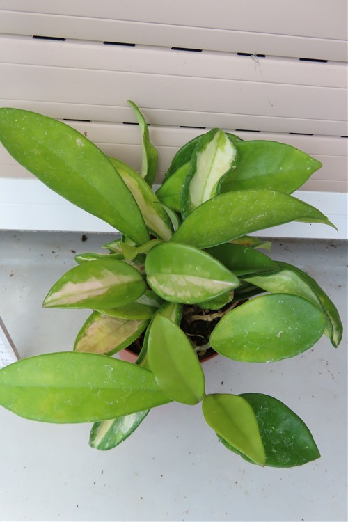 Hoya allg.