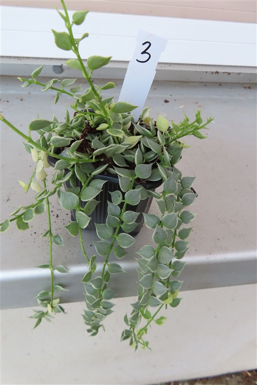 Dischidia ruscifolia variegata