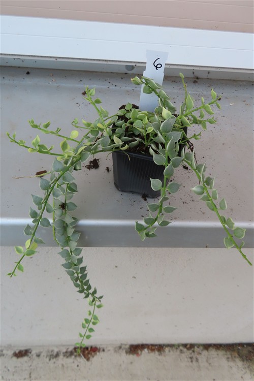 Dischidia ruscifolia variegata
