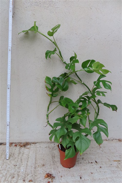 Rhaphidophora tetrasperma