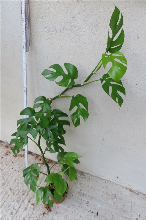Rhaphidophora tetrasperma