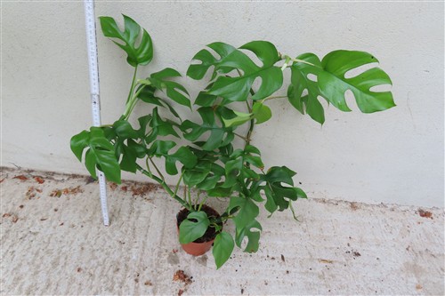 Rhaphidophora tetrasperma