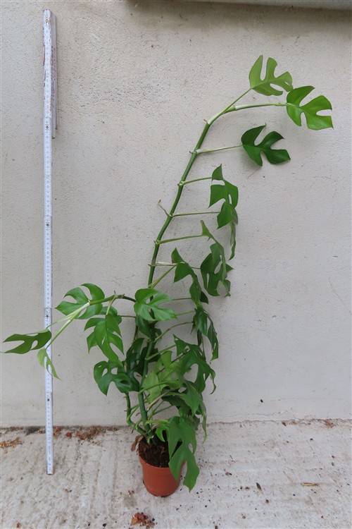 Rhaphidophora tetrasperma